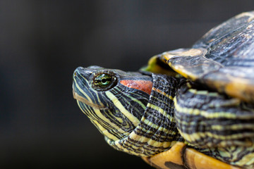 Red Eared Terrapin - Trachemys scripta elegans. Red eared slider turtle in the summer sunlight