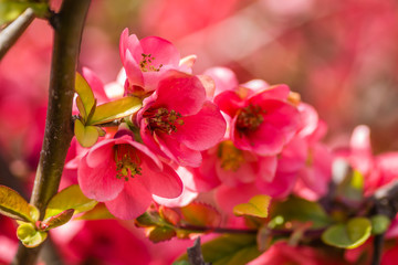Fototapeta na wymiar Blooming flowers Japanese quince tree 