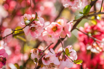 Naklejka na ściany i meble Blooming flowers Japanese quince tree 