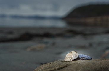 shells on a rock clos e up to thesea