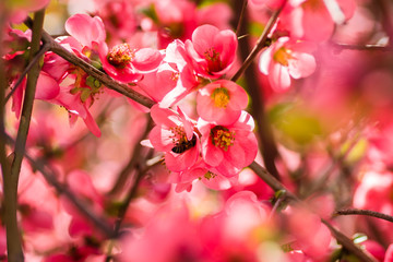 Blooming flowers Japanese quince tree 