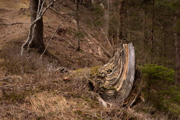 Old tree trunk with interesting shape inside mountain forest. Black Forest, Germany.