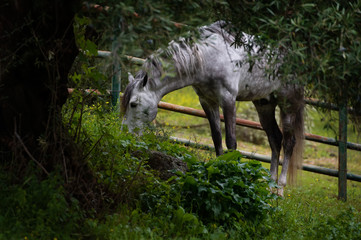  young grey Andalusian stallion at freedom in olive garden