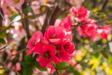 Blooming flowers Japanese quince tree 