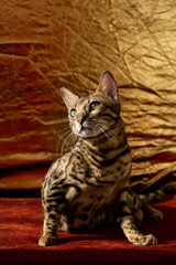 golden beautiful Bengali cat with big eyes