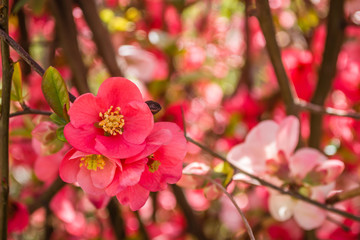 Blooming flowers Japanese quince tree 