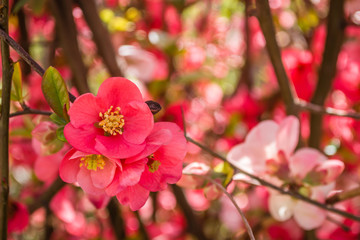 Fototapeta na wymiar Blooming flowers Japanese quince tree 
