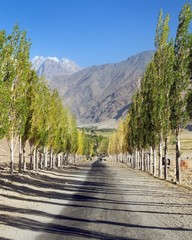Fototapeta na wymiar Pamir highway, road and alley of poplar trees