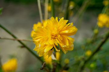 Beautiful yellow flowers on a bokeh background