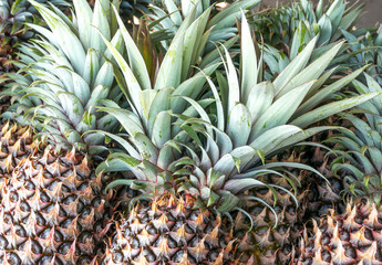Obraz premium Fresh pineapples at fruit market.