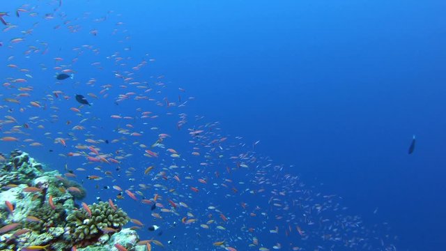 Underwater litle red fishes shoal in clean blue water  