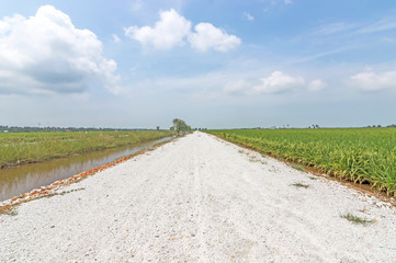 Countryside street through paddy field