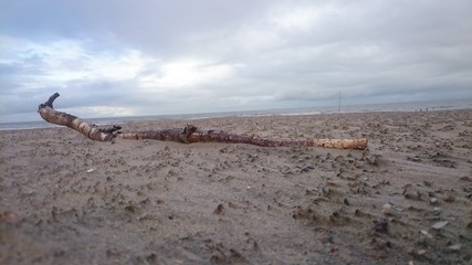 Wood at Beach © Michel