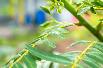 Beautiful green leaf with drops of water.