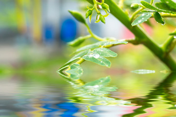 Beautiful green leaf with drops of water.