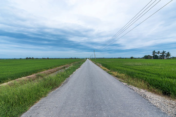 Fototapeta na wymiar asphalt countryroad at paddy field with cloudy skies