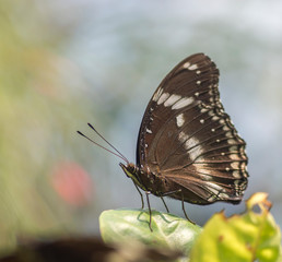 Malayan palm fly butterfly on green leaf