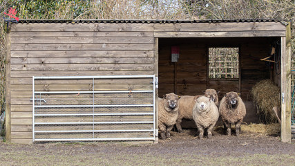 Fluffy sheep lined up in the entrance to a wooden shed