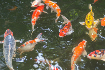 Background of colorful Koi fish ,Nature
