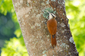 squirrel on a tree