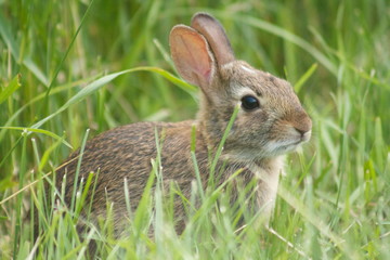 RABIT