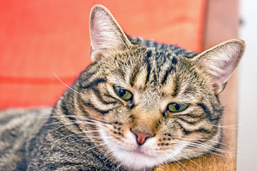 Cute domestic cat with green eyes face close-up. Background about pet closeup