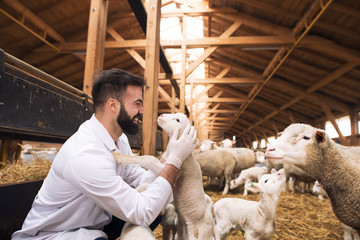 Veterinarian hugging and cuddling lamb and enjoys playing with animals at domestic farm.
