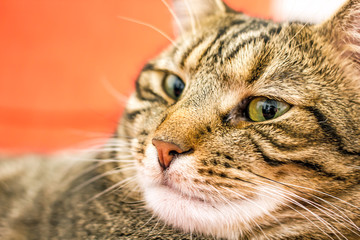 Cute domestic cat with green eyes face close-up. Background about pet closeup