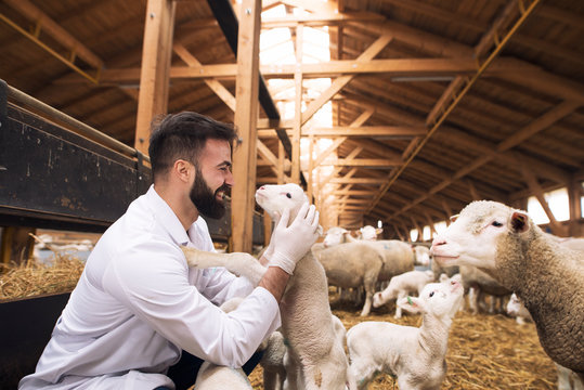 Veterinarian Hugging And Cuddling Lamb And Enjoys Playing With Animals At Domestic Farm.