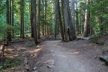 Hiking traill through the Ross Creek Cedars