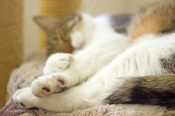 Playful domestic cat close-up. A beautiful tabby cat with white spots lies amusingly on its back and look into the camera