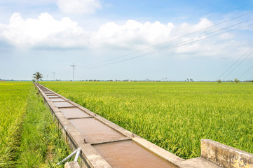 Water canal for paddy rice field irrigation with blue skies