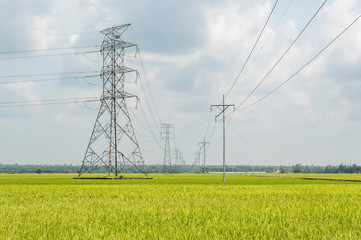 electricity high voltage power post  in paddy field