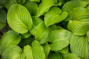 green leaves background texture