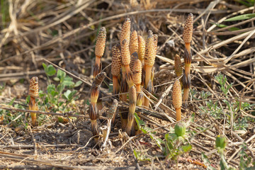 This is the spring young shoots of field horsetail Equisetum arvense , a medicinal plant of a wide range of applications used in folk and traditional medicine