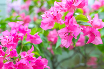 Fototapeta na wymiar Pink bougainvillea flower close up
