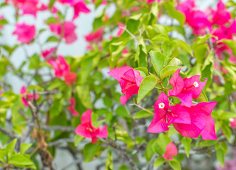Pink bougainvillea flower close up