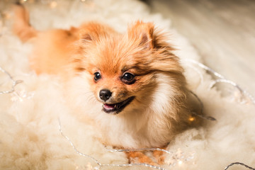 portrait of a pomeranian spitz dog