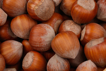 Hazelnuts Close-up. Macro shot