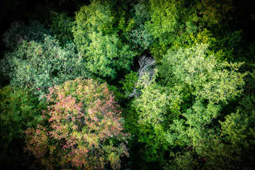 Trees view from above