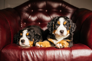 two bernese mountain puppy dogs sitting in a leather chair