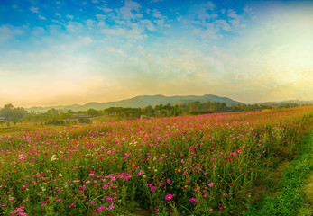 View of beautiful cosmos flower field in sunset time 