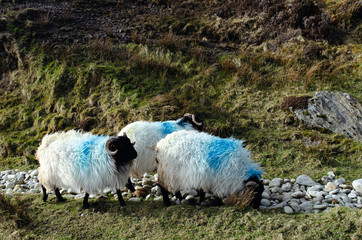 Sheep on the Wild Atlantic Way in Irleand