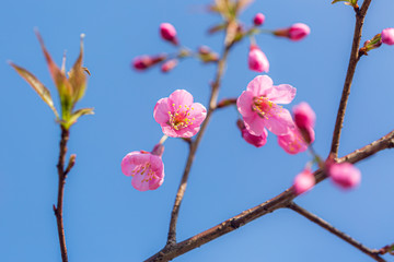 Fototapeta na wymiar Beautiful wild himalayan cherry flower ( Prunus cerasoides ) 