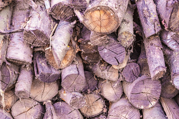 Old firewood, cobweb. cut tree