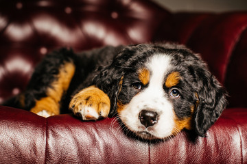 portrait of a sad islated puppy dog