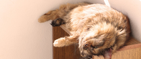 Ginger long hair cat lies near the window. STAY HOME concept, coronavirus pandemic.