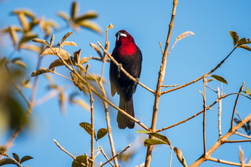 Silver beaked Tanager photographed in Corumba, Mato Grosso do Sul. Pantanal Biome. Picture made in 2017.