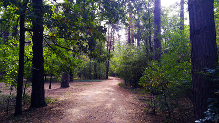 Fototapeta premium Alley in the summer forest