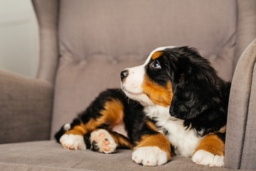 mountain bernese dog puppy ina chair
